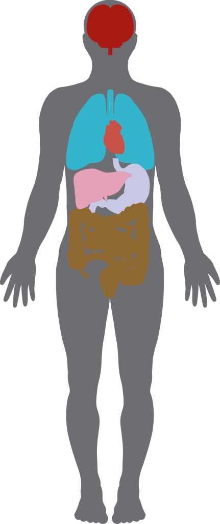 P - U - R - E An Acronym For Healthy Detoxification - Human Body Silhouette (431x1024)