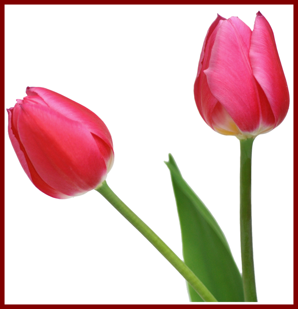 Red Rose Petals Red Rose Petals Transparent Marvelous - Tulip Png (999x1038)
