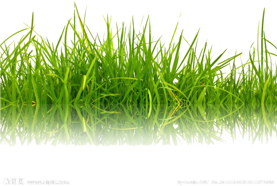 Stock Photography Green Shutterstock - Meet The Bugs [book] (908x1024)