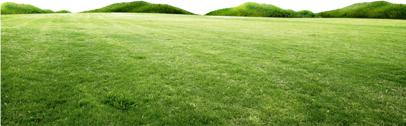 Fresh Spring Green Grass Hill - Lawn (800x800)