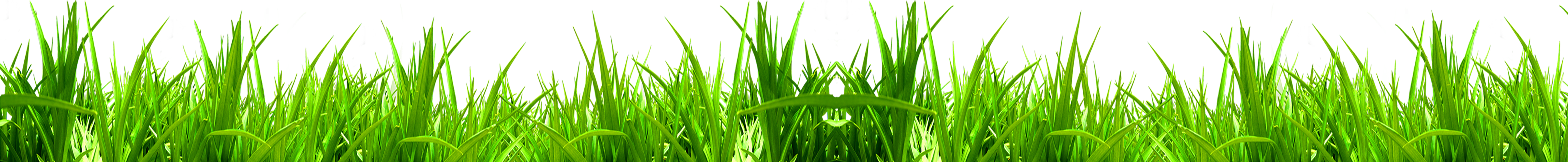 Green Download Weed Icon - Grass Icon (5500x1500)