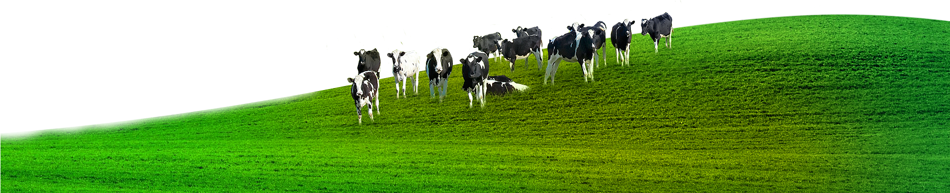 Animal Husbandry (1910x1393)