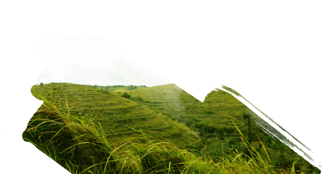 Among Limestone Hill And Reef In East Penida, You Can - Grass (1200x600)