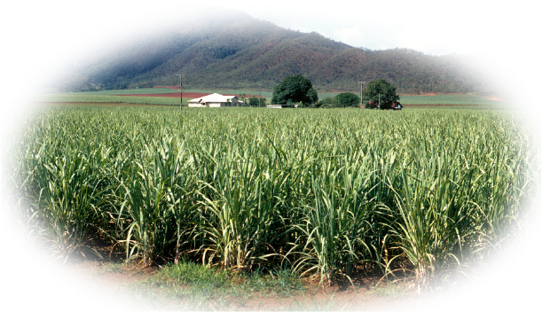 Pro-alcohol For Foundation Of Crops And Distilleries - Queensland (735x484)