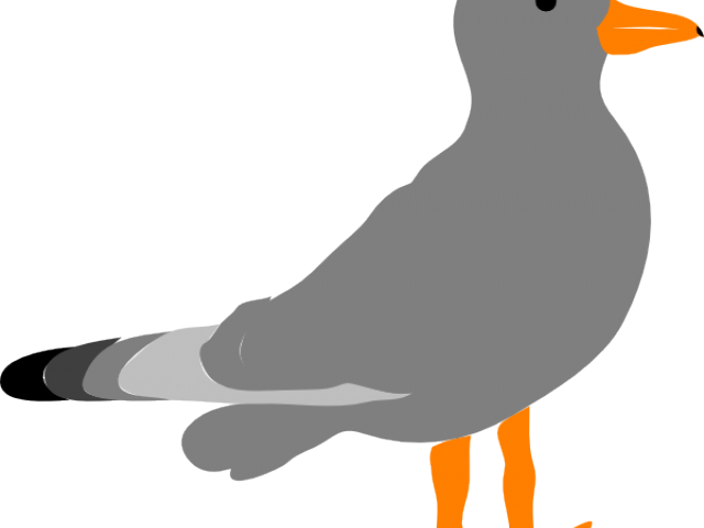 Seagull Clipart Vector - Clip Art Gull (640x480)