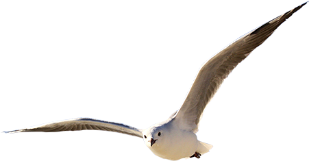 A Seagull With Impressive Wingspan Coming In For A - All Seasons Guesthouse (450x450)