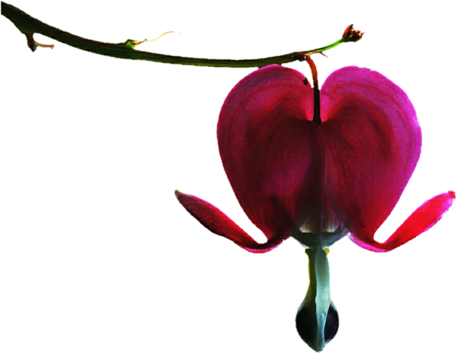 Pink Bleeding Heart By Jeanicebartzen27 - Pacific Bleeding Heart (912x719)