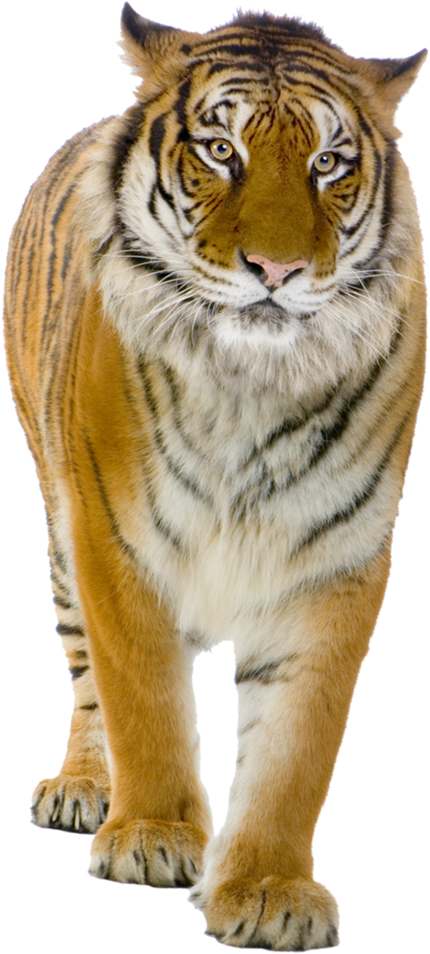Dinosaur Transparent Png Sticker - Tiger Standing (680x1175)