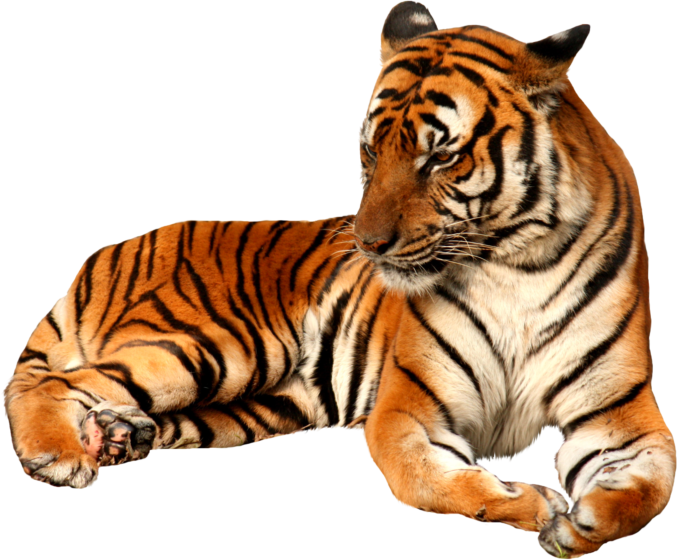 Volkswagen Transparent Png Sticker - Tiger Png (3210x2500)