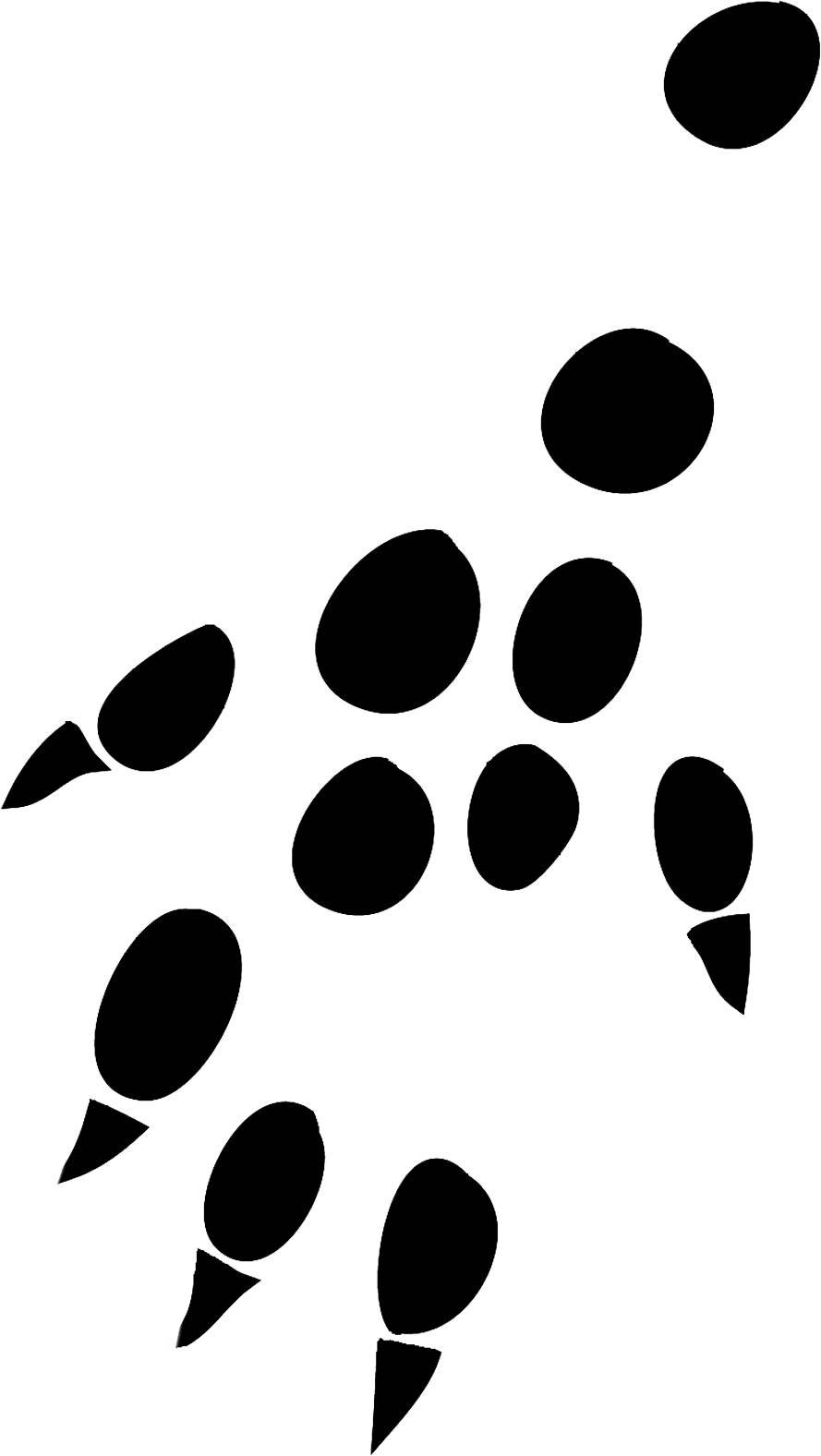 Hedgehog Front Leg Png Hedgehog Hind Leg Print Png - Rat Paw Footprints (1063x1772)
