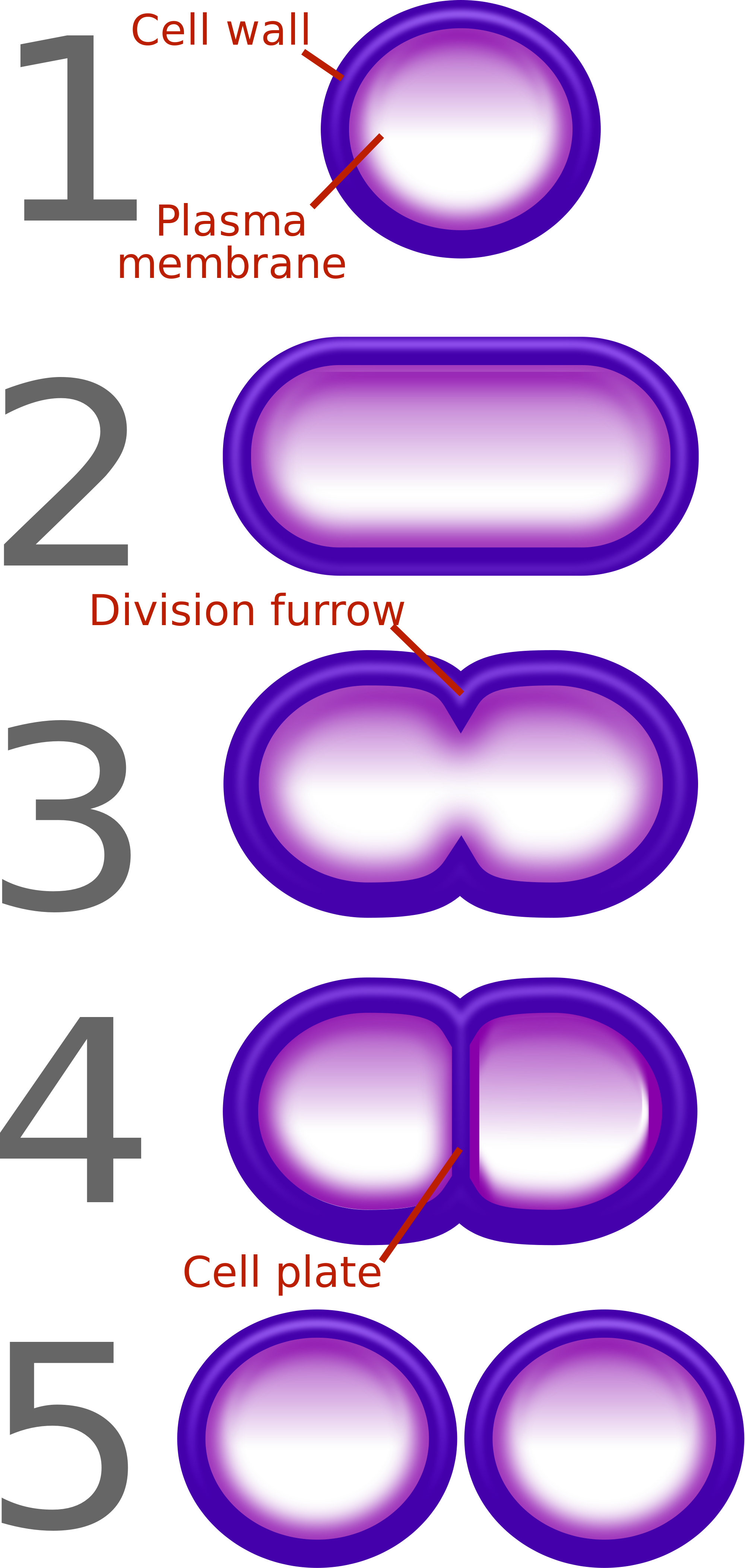 Open - 5 Steps Of Binary Fission (2000x4209)