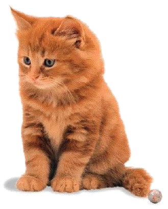 Manx Cat American Shorthair European Shorthair Kurilian - Cat Cute Pics Png (564x564)