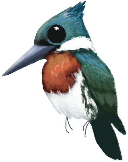 Bird Kingfisher Coraciiformes Illustration Birblr - Jacamar (500x750)