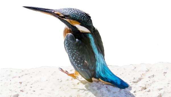 A - Ein Schöner Eisvogel-vogel-vektor Grußkarte (600x422)