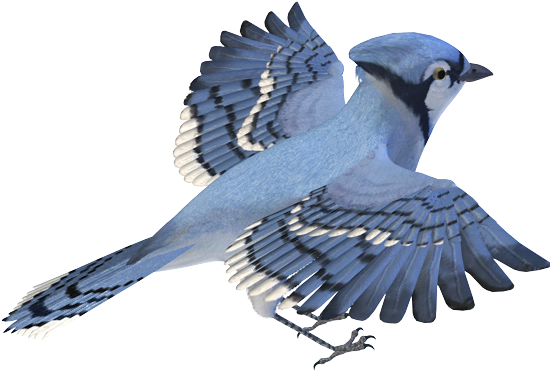 Birds Png Images - سكرابز طيور (561x430)