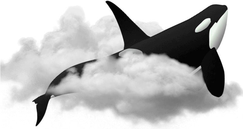 Orca Trip - Killer Whale (800x470)