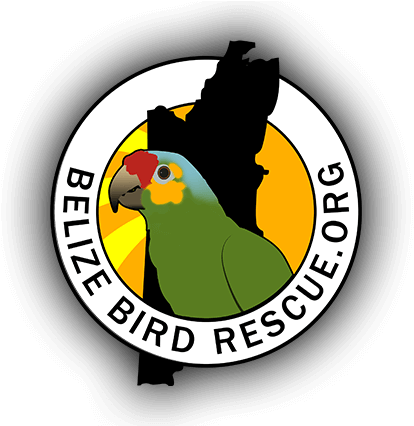 Community Img Belize Bird Rescue Logo - Belize Bird Rescue (425x425)