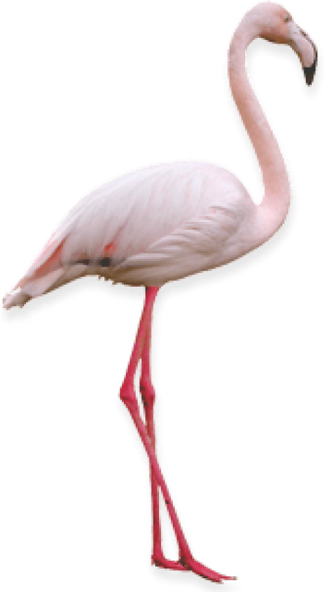 Free Png Flamingo Png Images Transparent - Фламинго Пнг (480x858)