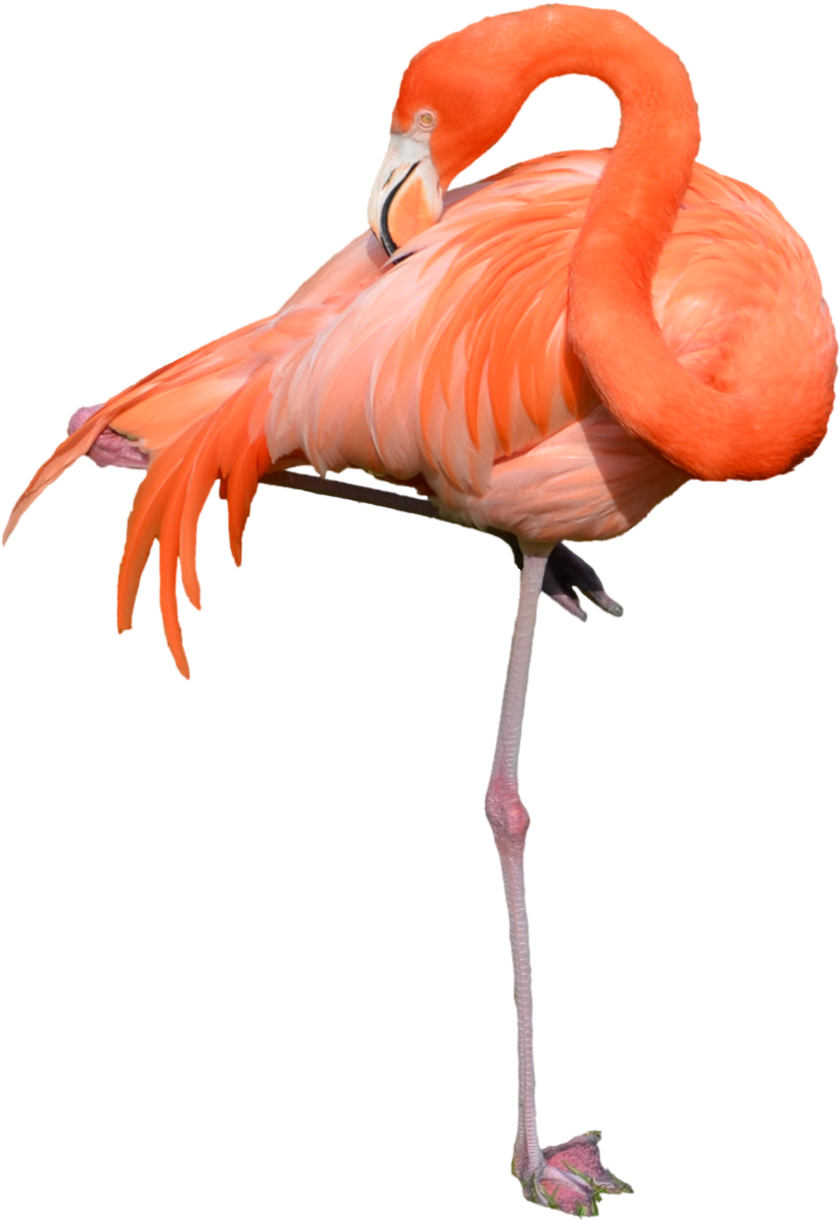Flamingo Png - Flamingo Png (1600x1995)