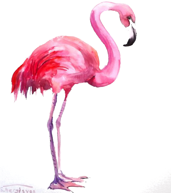 Flamingo Watercolor Painting - Flamingo Watercolor (564x761)