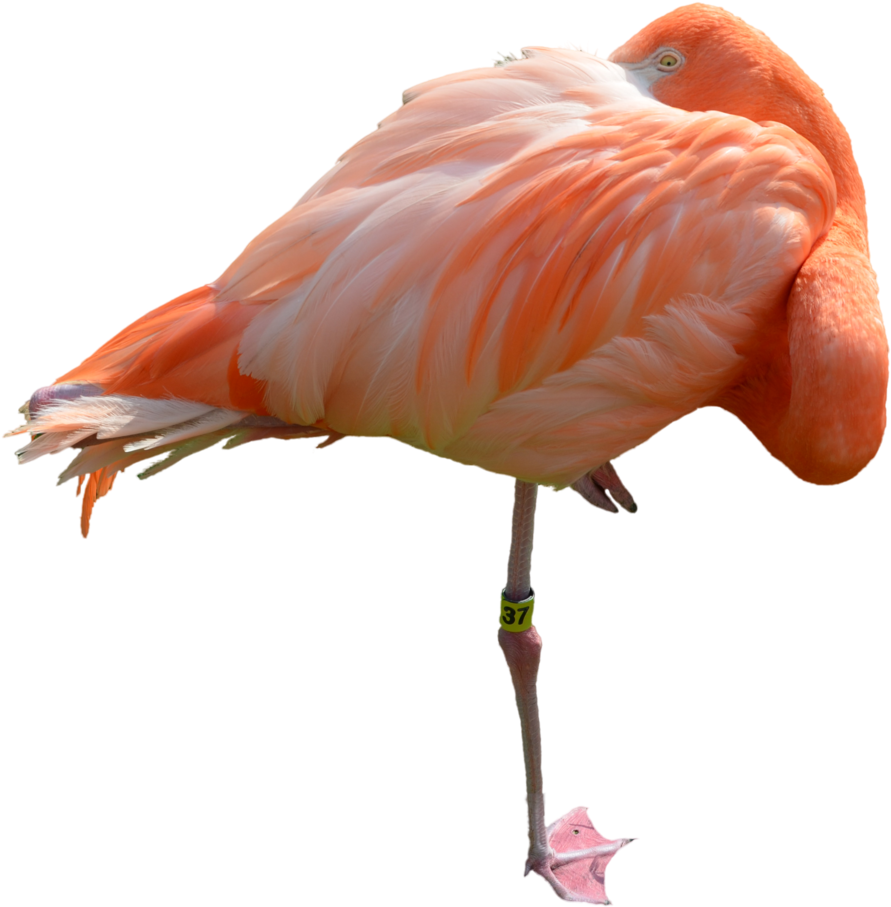 Sleeping Flamingo Stock 0411 Png By Annamae22 - Flamingo Sleeping Png (1600x1060)