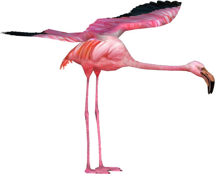 Giant Flamingo 2 - Wiki (721x721)