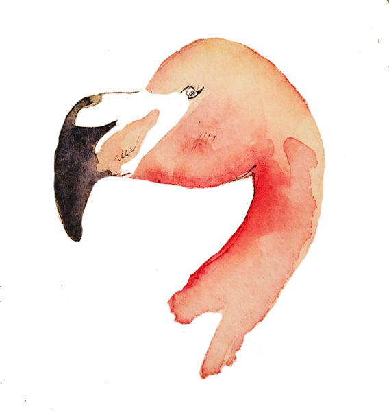 Flamingo Head - Flamingo Head (568x599)