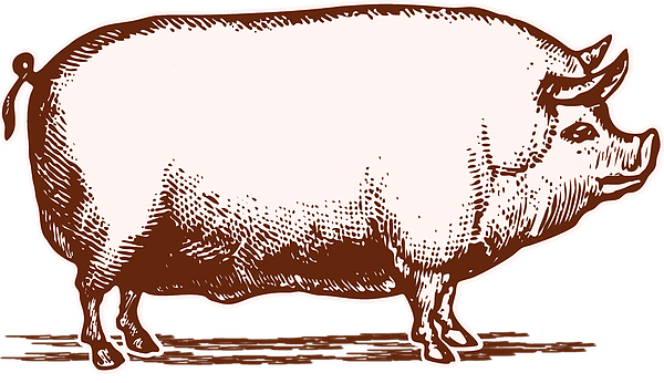 Have A Wicked Witch Hog Roast At Your Event - Pig Etching (600x346)