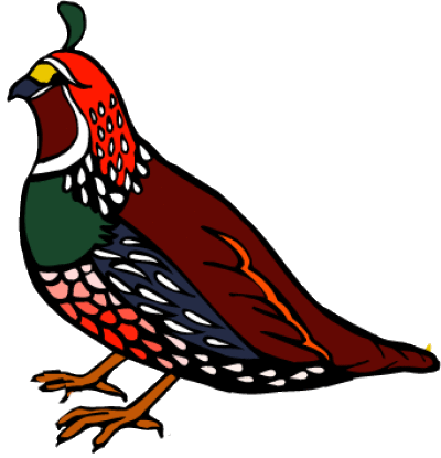California Bird - State Bird Coloring Pages California (400x415)