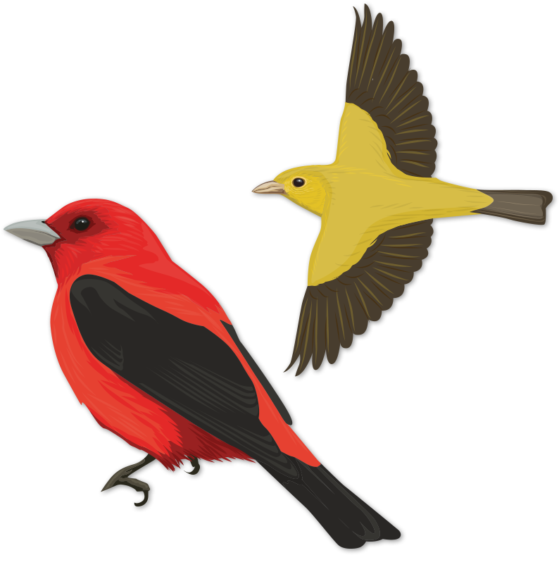 Scarlet Tanager - Scarlet Tanager (848x848)