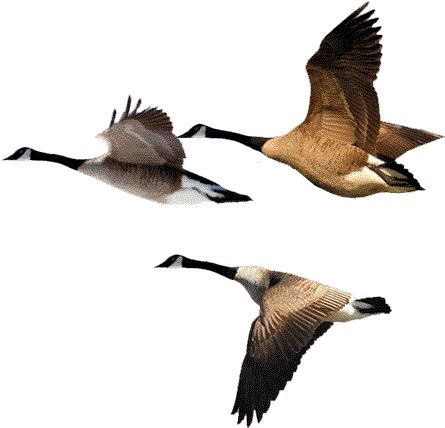 Canada Goose Flying (498x441)