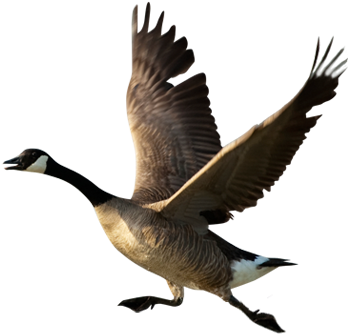 Goose Taking Off (368x355)