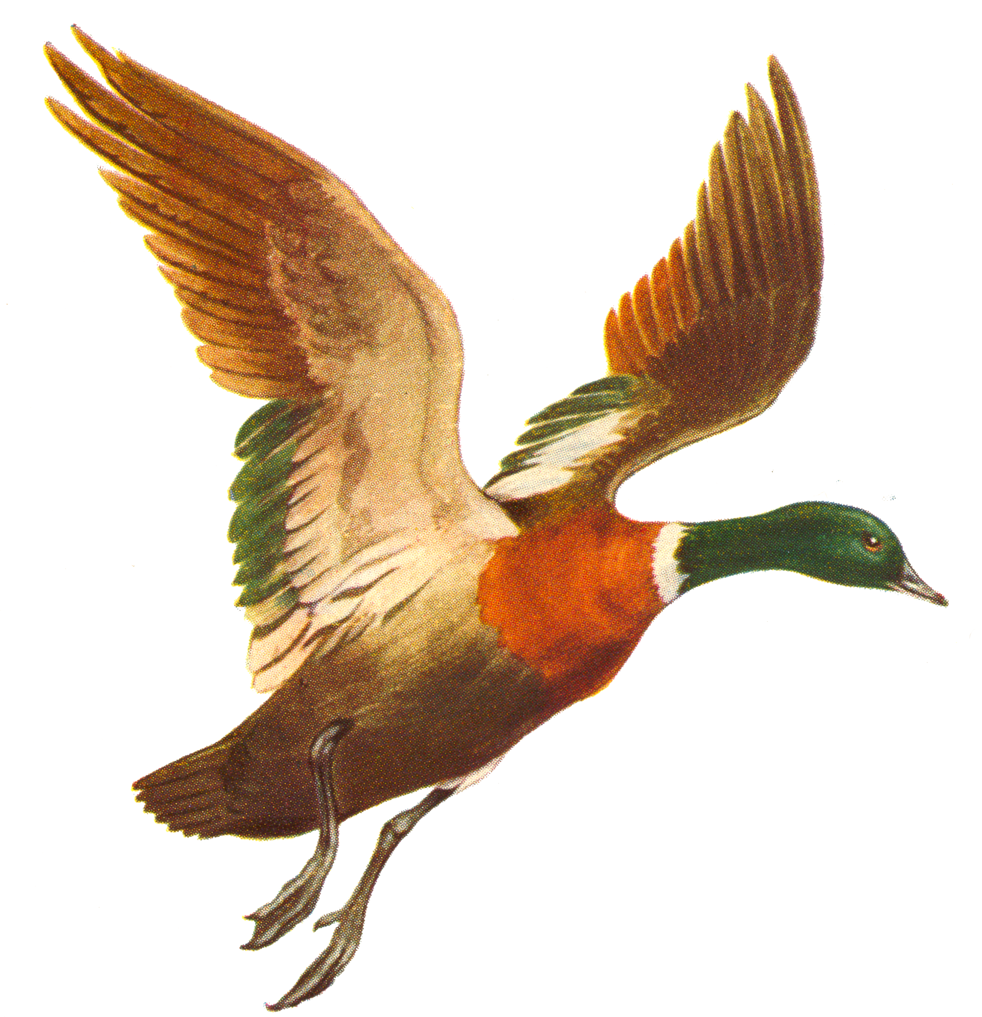Duck Mallard Bird Flight - Flying Ducks Png (1953x2049)