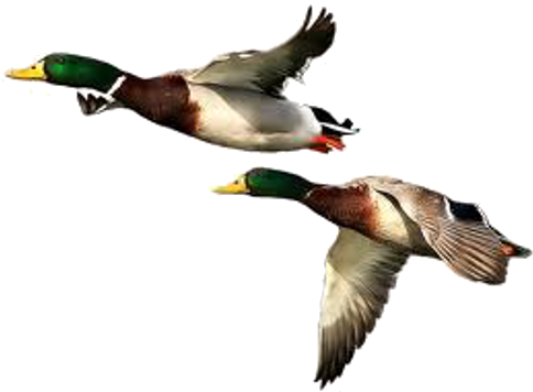 Duck Png Free Download - Duck Png Transparent (490x361)