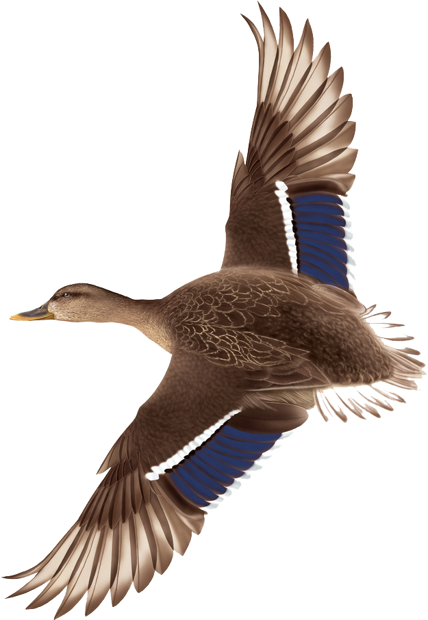 Duck Flight Mallard - Flying Duck Png (706x1024)