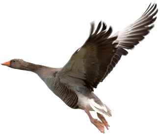 Fluid Mask - Flying Geese No Background (530x300)