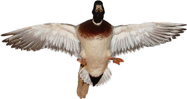 Flying Duck Mounts For Kids - Tom Clancy's Ghost Recon (650x363)