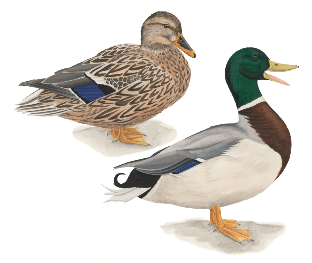 Mallard Duck Flying Drawing Download - Mallard Png (1024x1024)