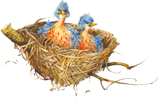 Nest Png File - Nest Png (517x330)