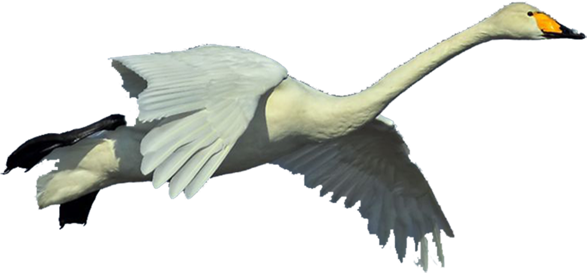 Duck Goose Whooper Swan Bird Pelican - Cygnini (1348x924)
