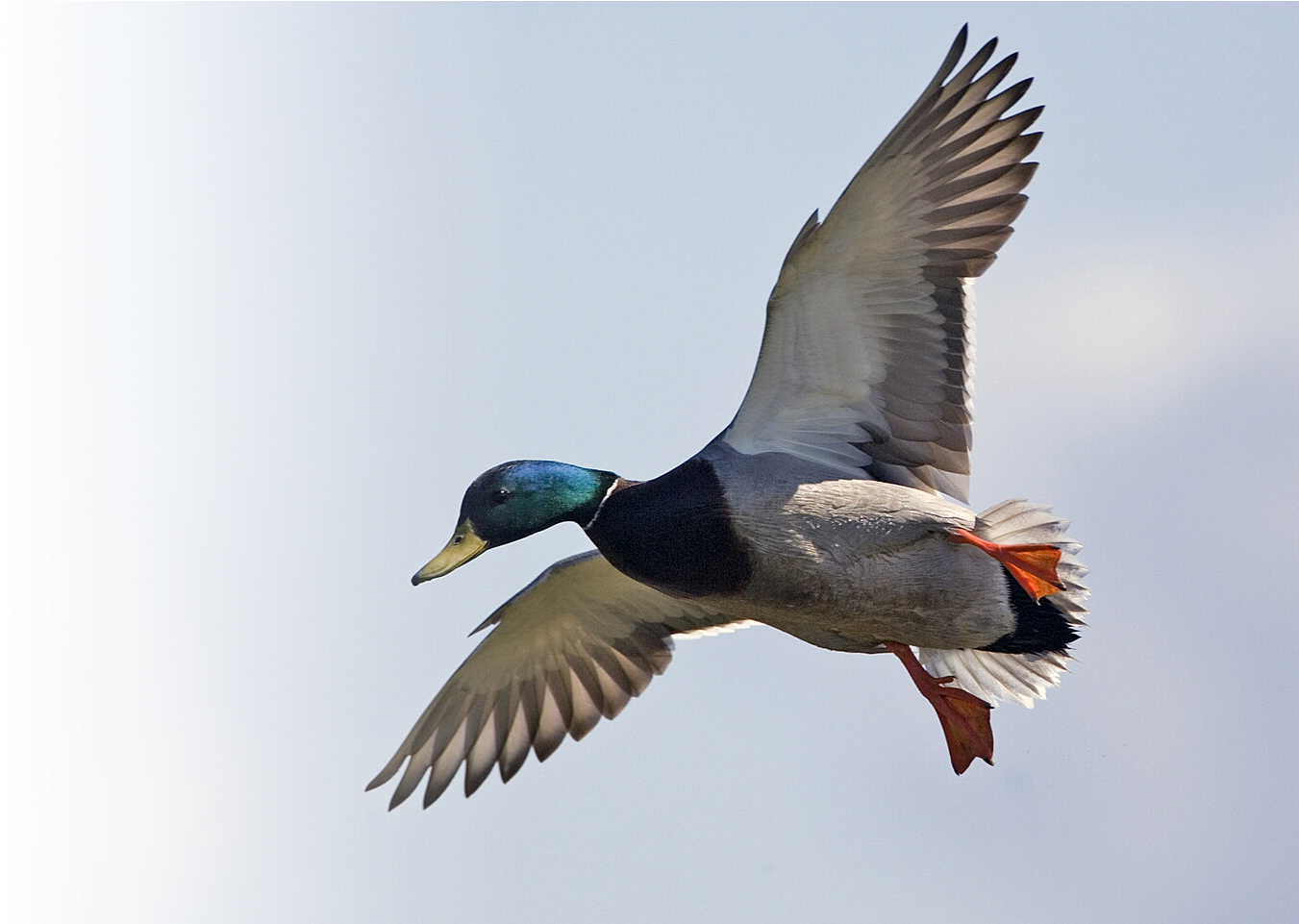 1308 Wilcox Road, Port Clinton, Oh 43452 Get Directions - Mallard (1440x960)