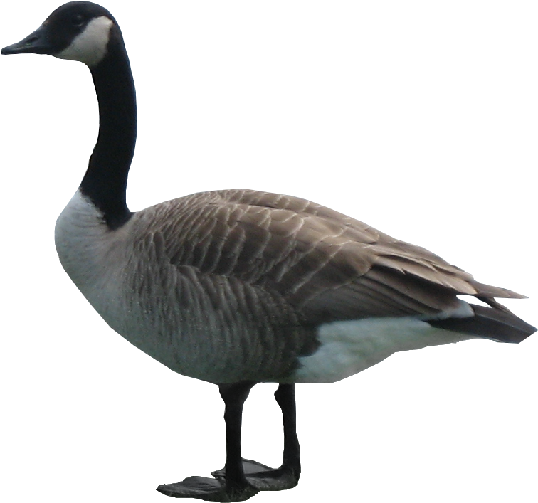 Goose Png - Goose Transparent Background (755x755)