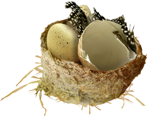 Birds Nests With Eggs - Fruit (500x393)