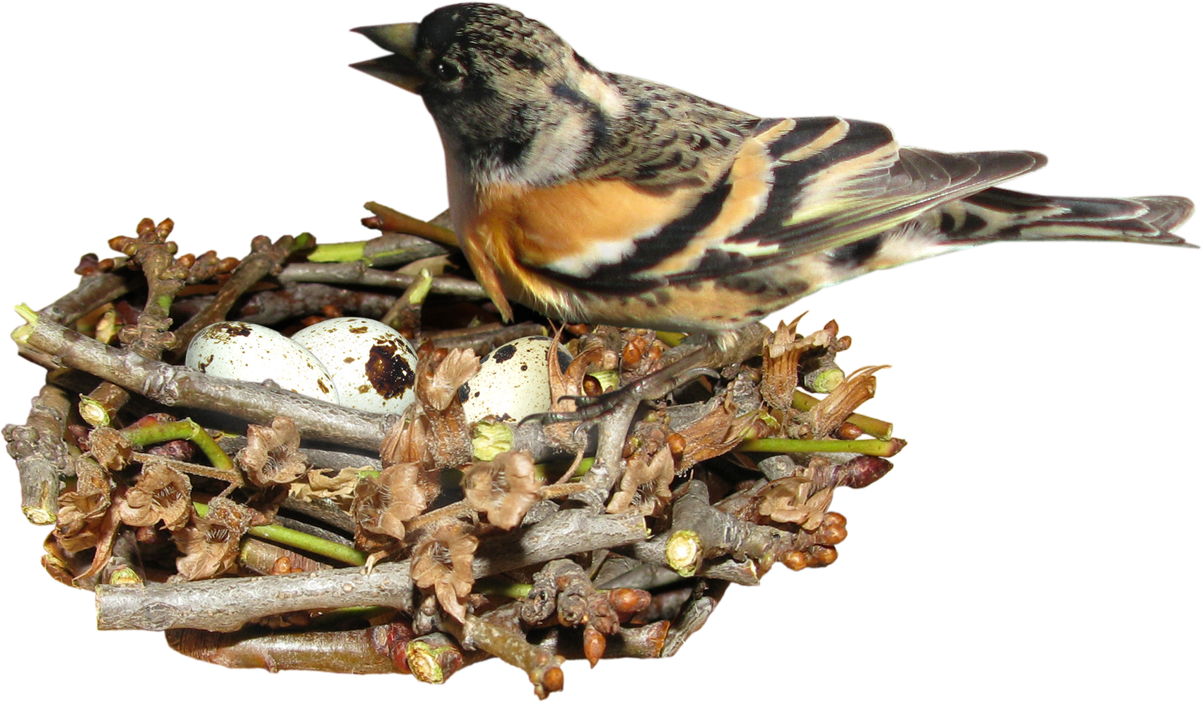 Edible Birds Nest Egg - Pajaros Con Su Nido Png (1700x993)