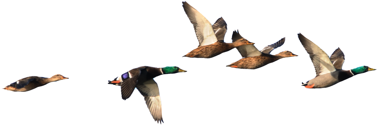 Duck Flying Gif - Duck In Flight Png (1600x534)
