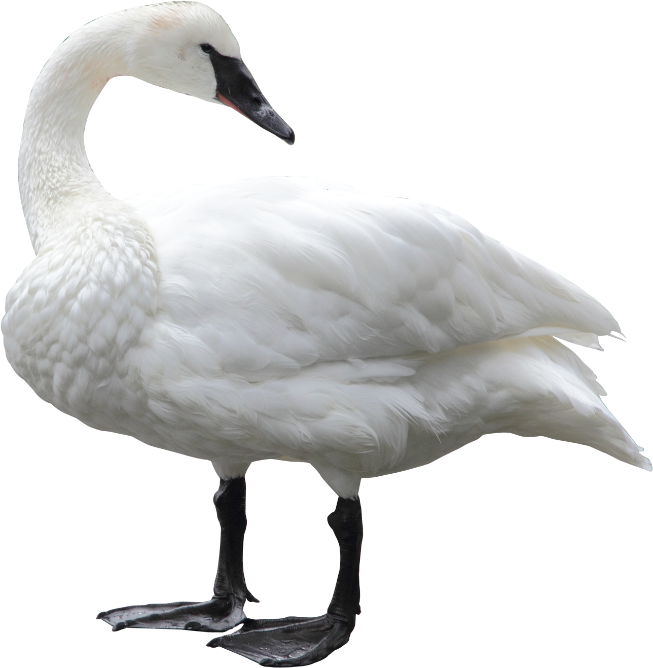 Swan White Background (1572x1502)
