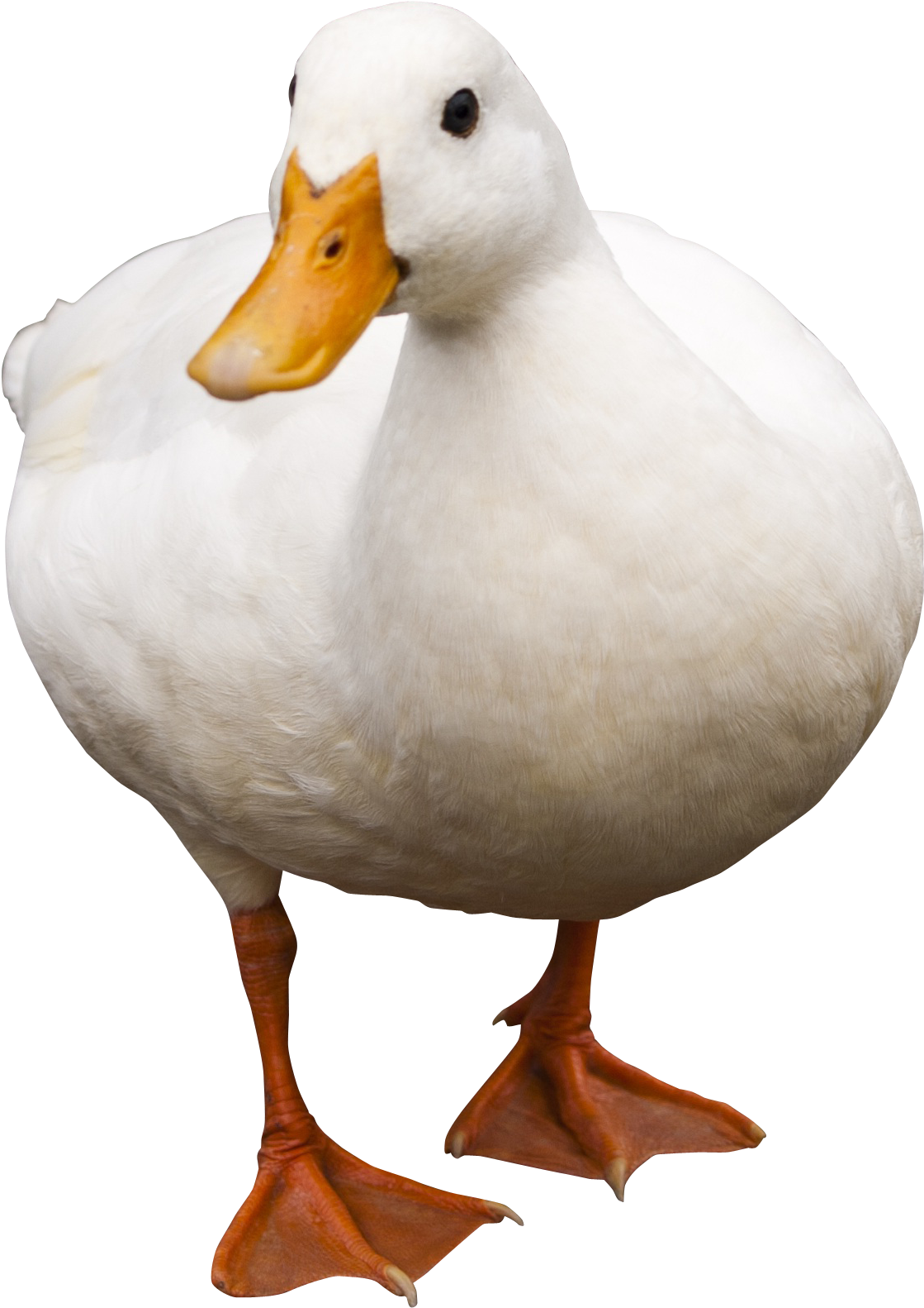 Duck Walking Png Image - Animal Sounds In German (1508x1770)