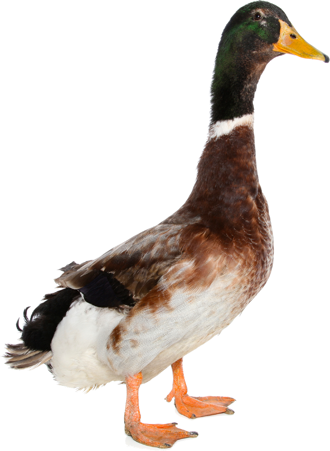 Download Png Image Report - Duck Transparent Background (1070x1463)