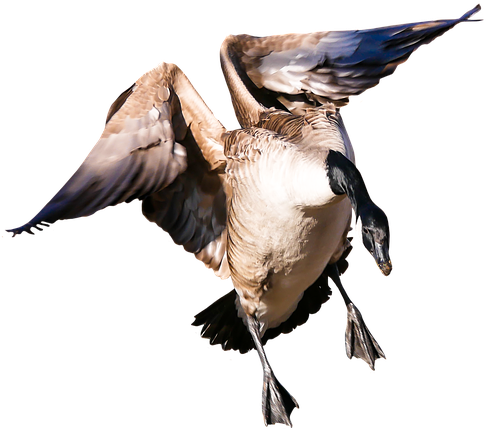 Animal, Goose, Poultry, Greylag Goose, Fly, Wing, Png - Gansos Volando Png (640x501)