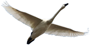 Fable China Ifly Swan Center Face Right Fly - Canada Goose (500x375)